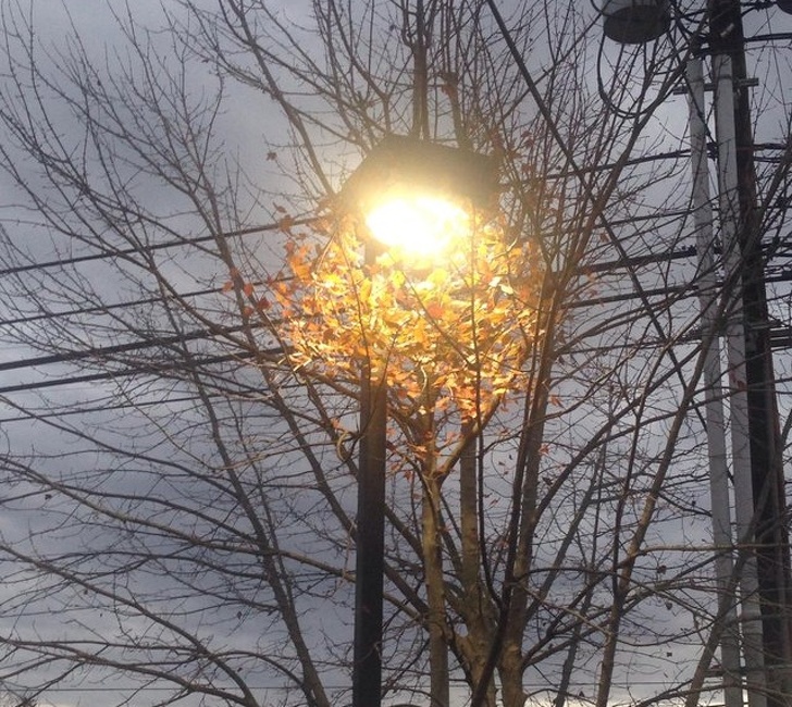 This tree has no leaves except for the area lit by the streetlight.