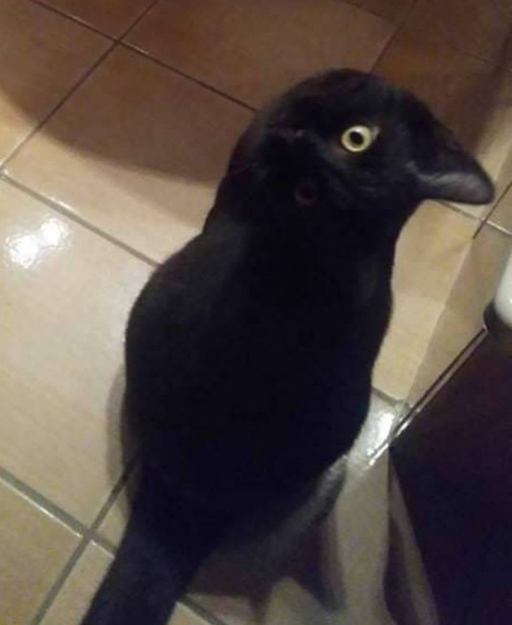 This picture of a crow is interesting because it’s actually a cat!