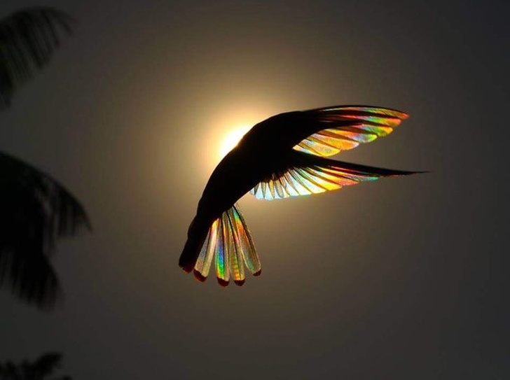 A hummingbird in the sun