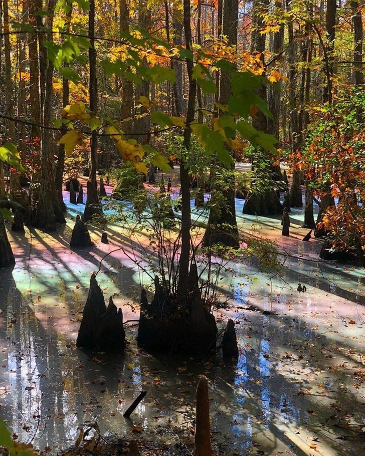“My girlfriend and I were walking in the woods the other week and saw a rainbow pool for the first time.”