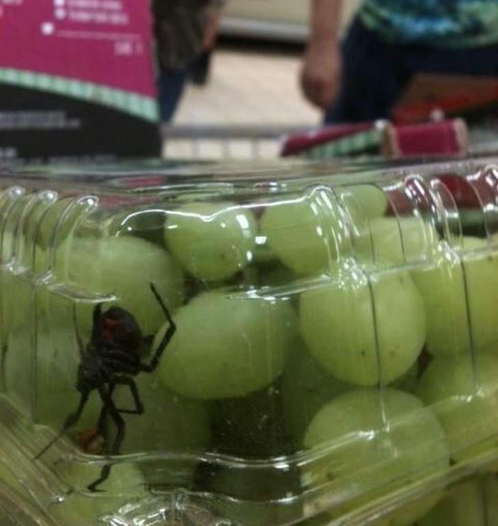 “I wanted some grapes...I think I’ll just go get some oranges or something.”