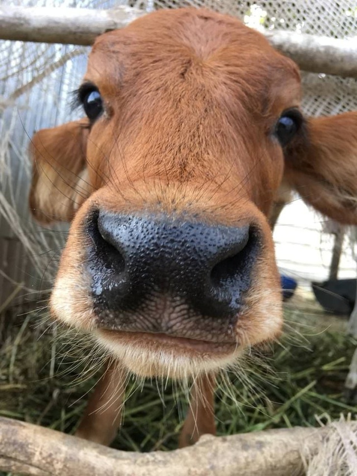 “Here’s a baby cow 15 seconds before licking my phone”