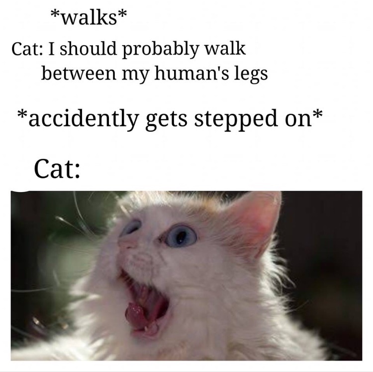 memes - cat logic - walks Cat I should probably walk between my human's legs accidently gets stepped on Cat