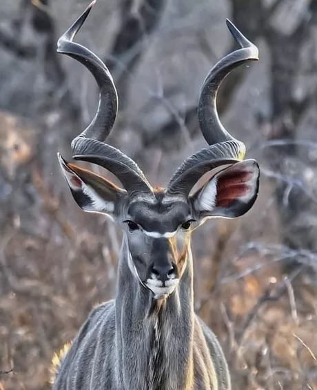 memes - greater kudu