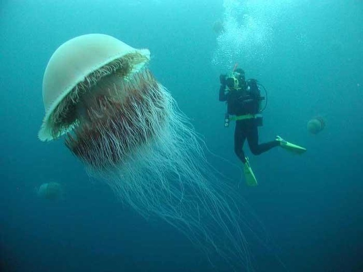 A Lion’s Mane jellyfish