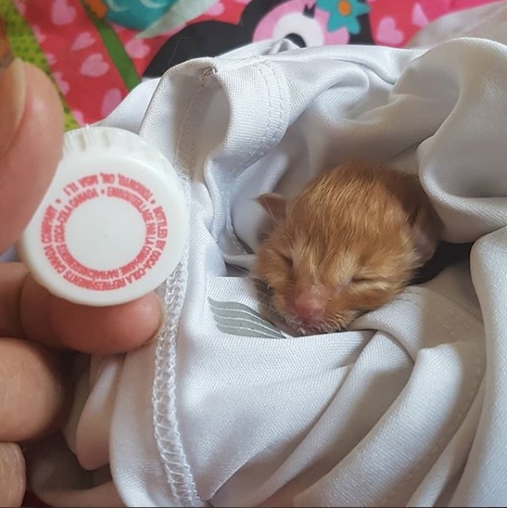 A newborn kitten’s head is the size of a bottle cap.