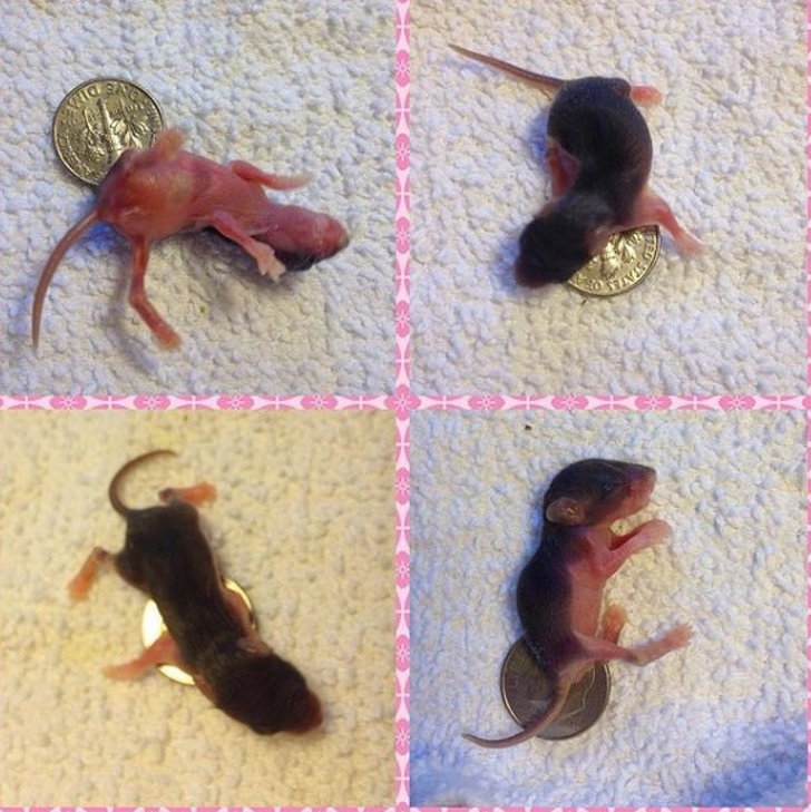 6-day-old mice