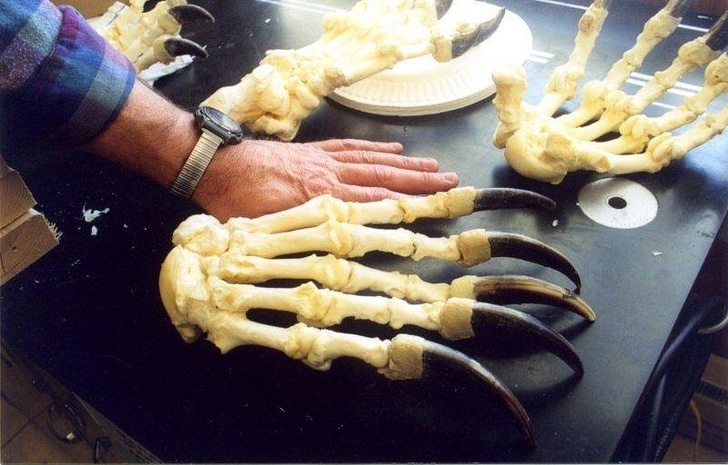 Bear claws next to a human hand