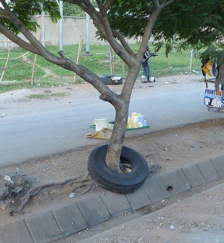 A tree that has grown through a car tire