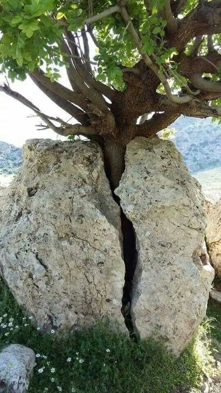 This tree grew through a stone and made it split in half.