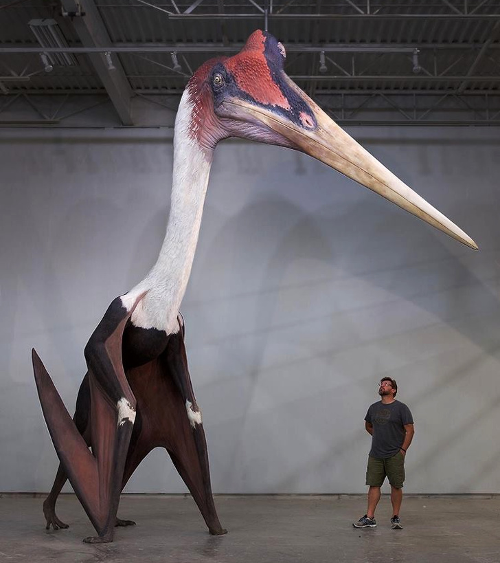 This is a model of Quetzalcoatlus northropi, the largest known flying animal that ever existed.