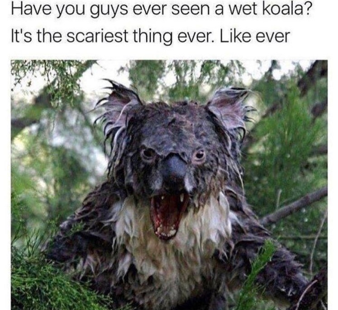 work meme about wet koalas looking evil
