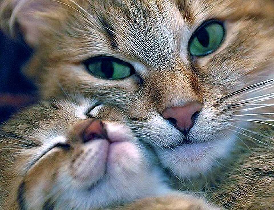 work meme of kitten snuggling close to mama cat