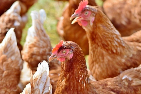“Rera is an online poultry farm startup from Harare, Zimbabwe. It’s like Kickstarter for chickens. You order, the farmer grows, you save 40% of retail costs.”