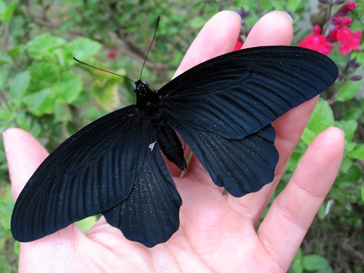 large black butterfly