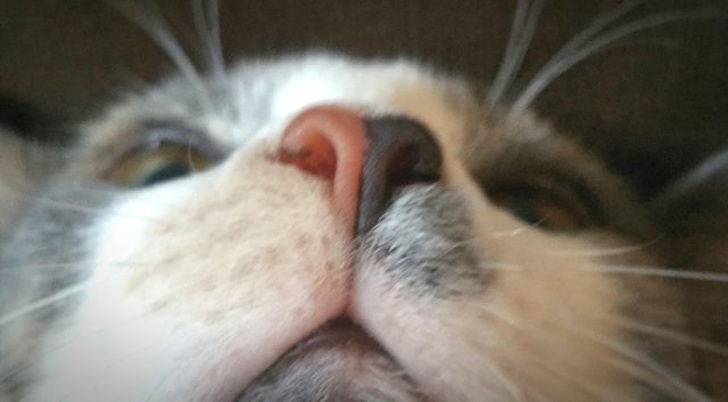 cat nose split