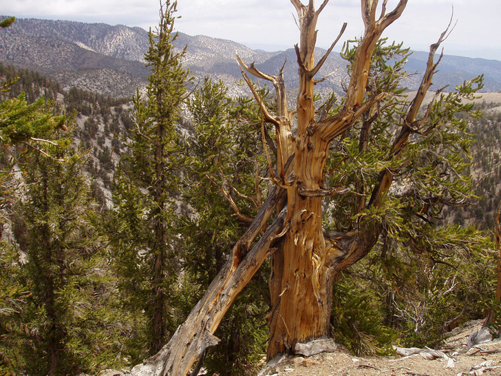 Bristlecone Pine — one of the oldest living organisms is approximately 4,848 years old.