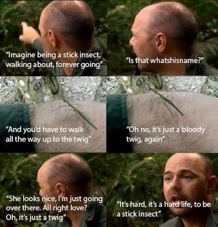 showerthoughts   - karl pilkington stick insect - "Imagine being a stick insect, walking about, forever going" "Is that whatshisname?" "And you'd have to walk all the way up to the twig" "Oh no, it's just a bloody twig, again" "She looks nice, I'm just go