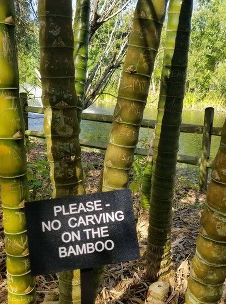 bamboo - Please No Carving On The Bamboo