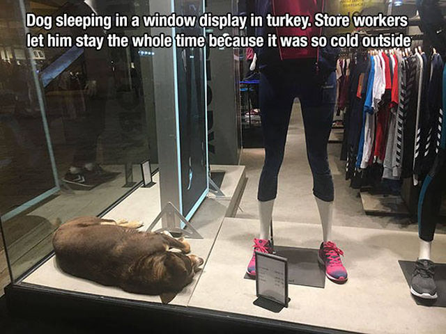 room - Dog sleeping in a window display in turkey. Store workers let him stay the whole time because it was so cold outside