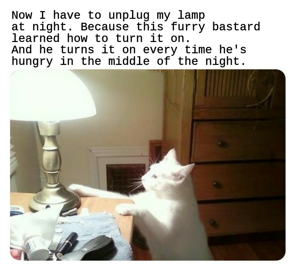 cats are assholes meme - Now I have to unplug my lamp at night. Because this furry bastard learned how to turn it on. And he turns it on every time he's hungry in the middle of the night.