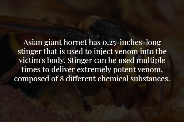 photo caption - Asian giant hornet has 0.25incheslong stinger that is used to inject venom into the victim's body. Stinger can be used multiple times to deliver extremely potent venom, composed of 8 different chemical substances.