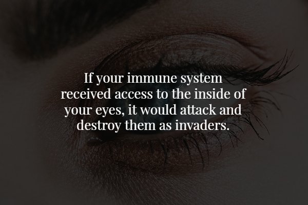 eye - If your immune system received access to the inside of your eyes, it would attack and destroy them as invaders.