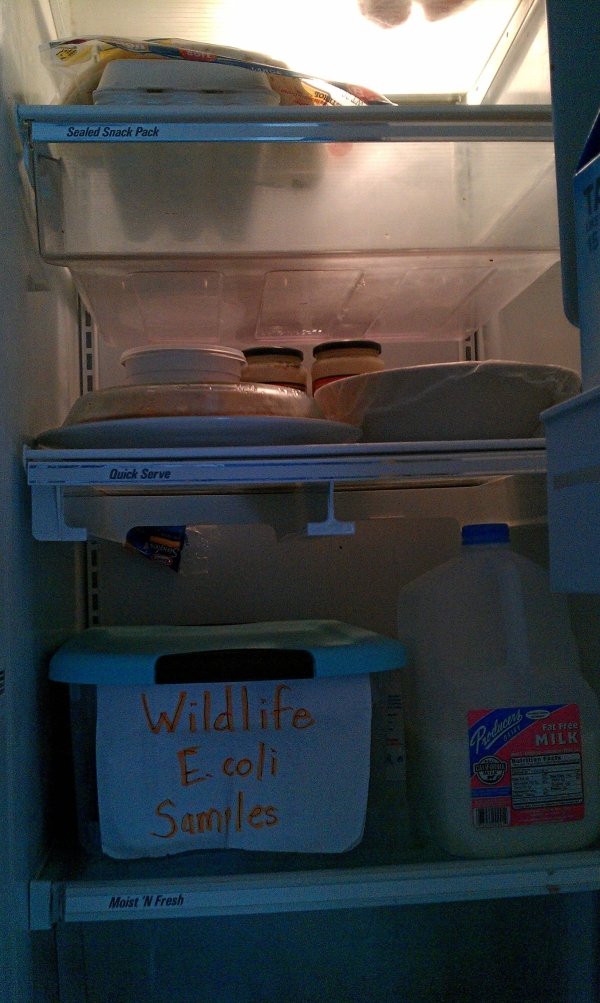 This roommate does research on E. coli, and what a fantastic place to put it: next to all the food.
