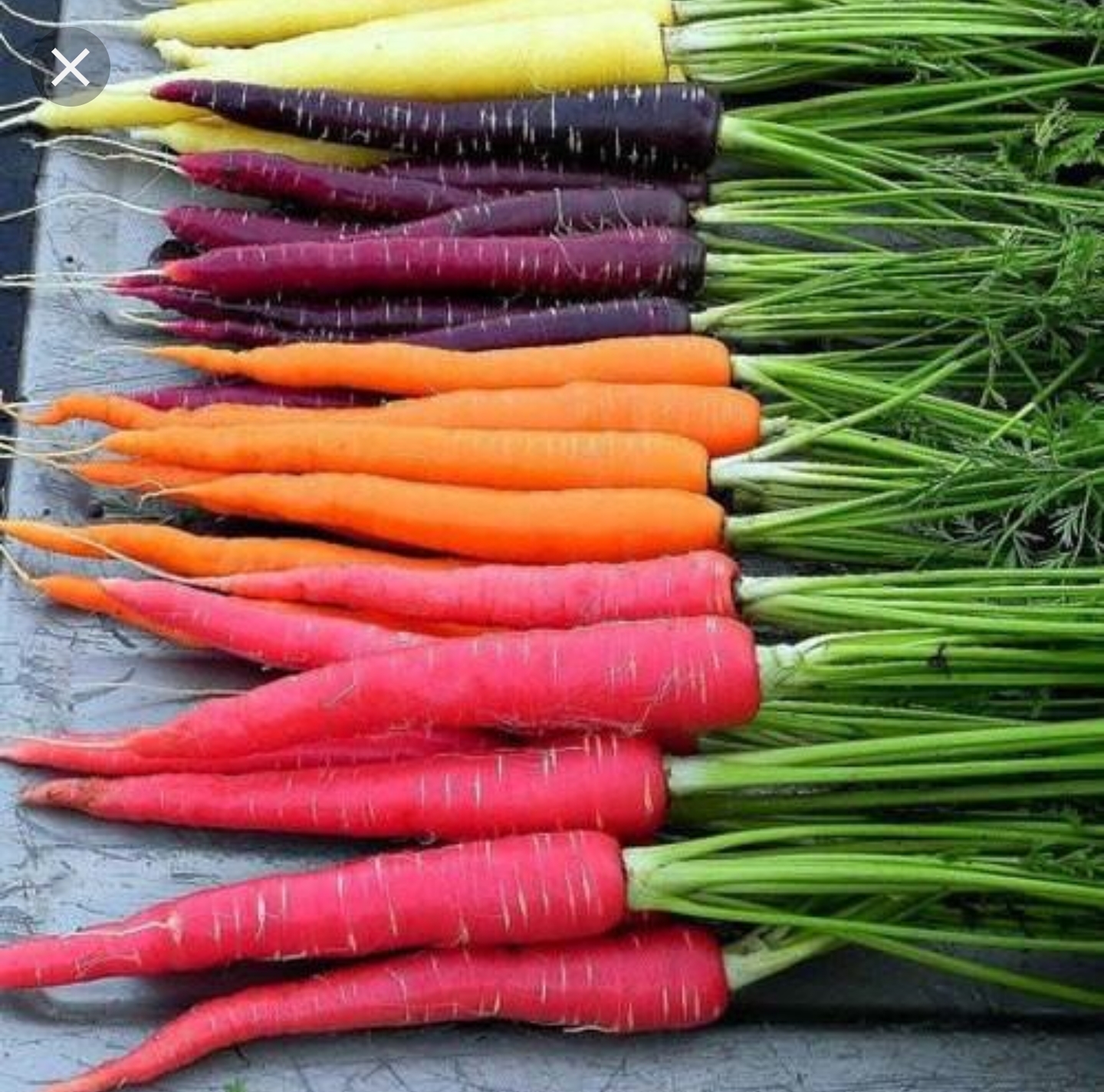 memes - rainbow carrots