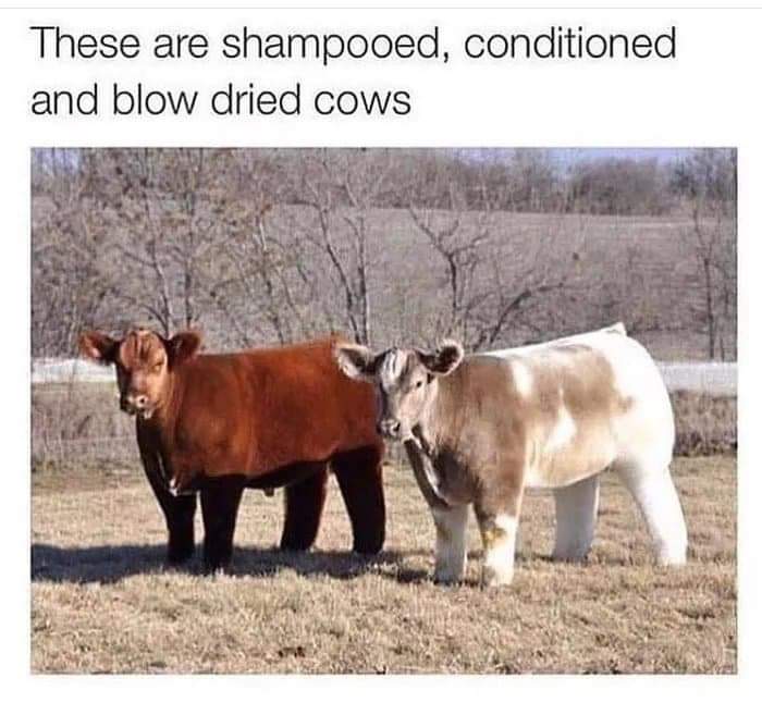 memes - shampooed conditioned and blow dried cow - These are shampooed, conditioned and blow dried cows