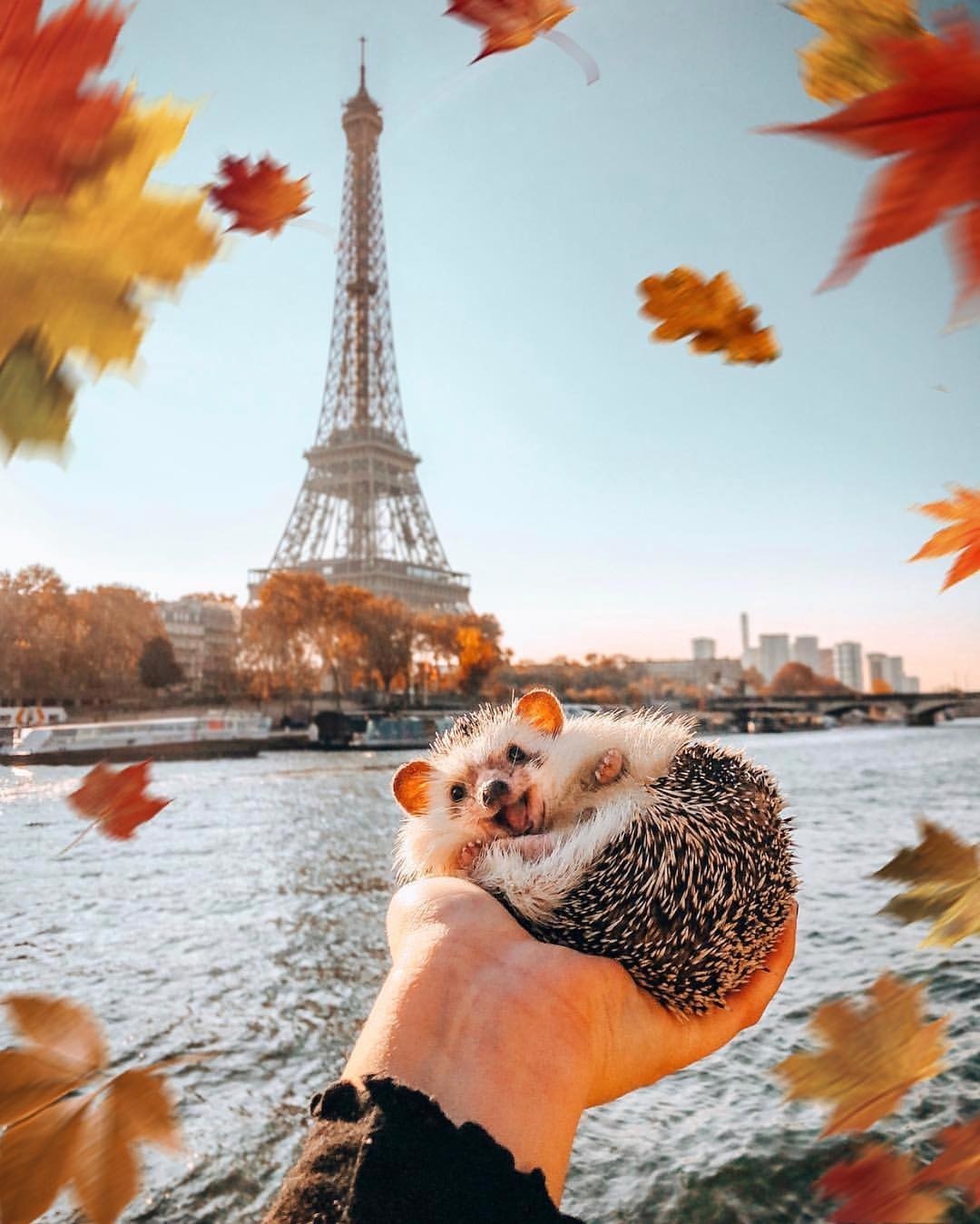 memes - hedgehog in paris