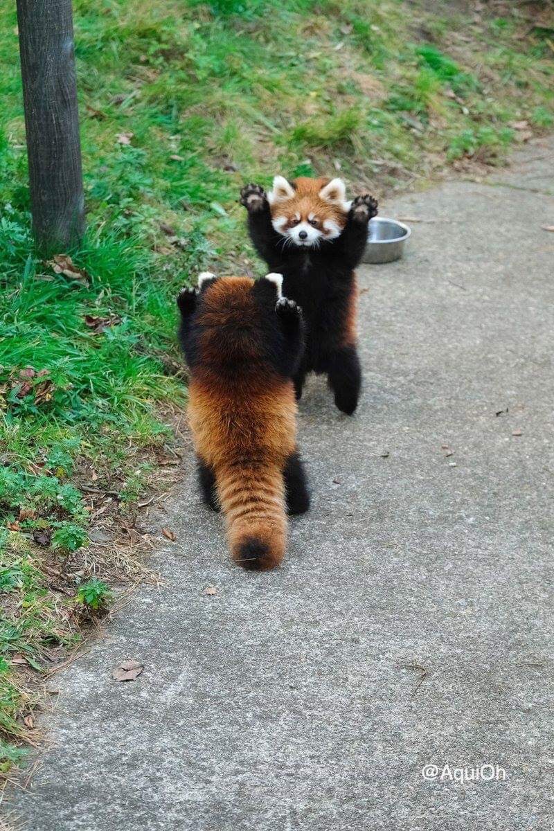 memes - red panda high five -