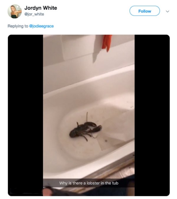 website - Jordyn White Why is there a lobster in the tub