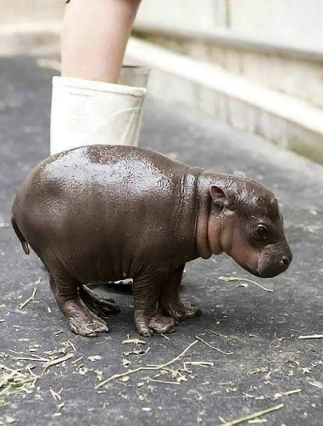 2 hour old baby hippo