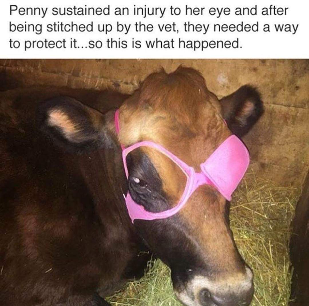 cow with bra eye patch - Penny sustained an injury to her eye and after being stitched up by the vet, they needed a way to protect it...so this is what happened.