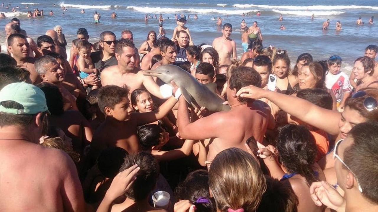 Baby dolphin dies after being passed around for selfies