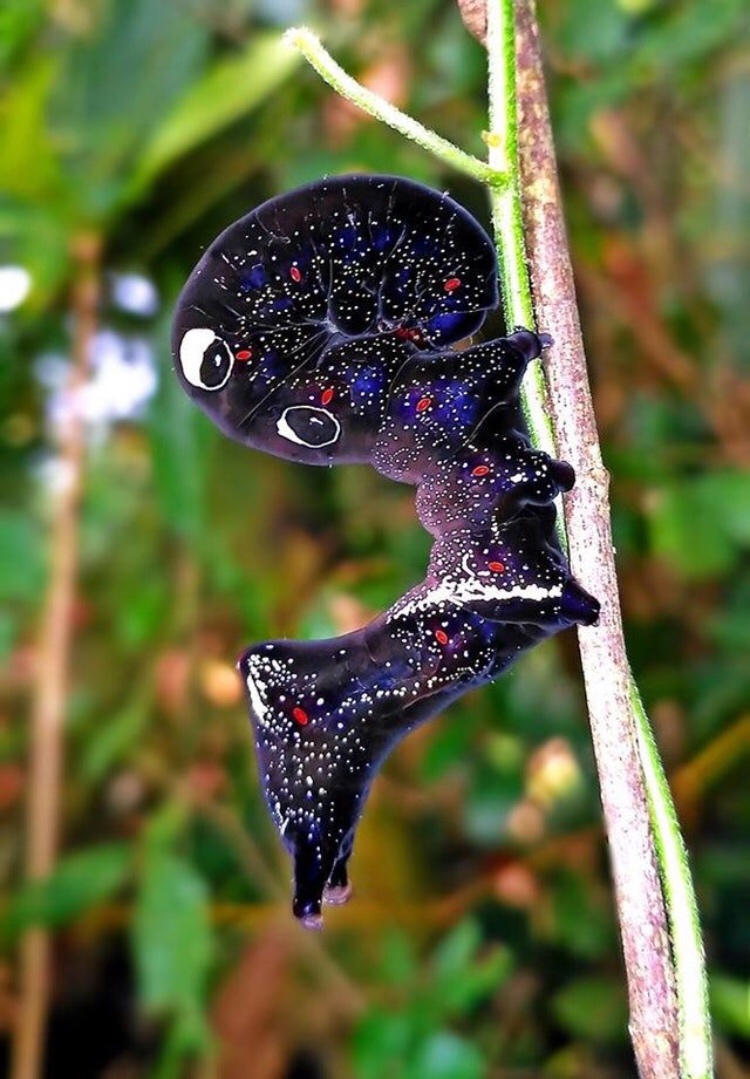 cosmos caterpillar