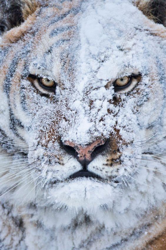 tiger covered in snow