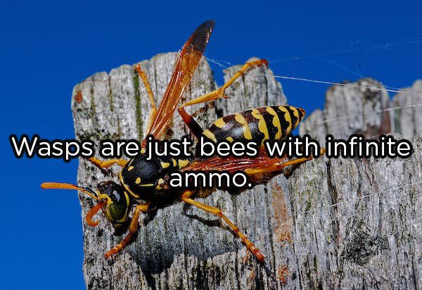 wasps in scotland - Wasps are just bees with infinite cammo.