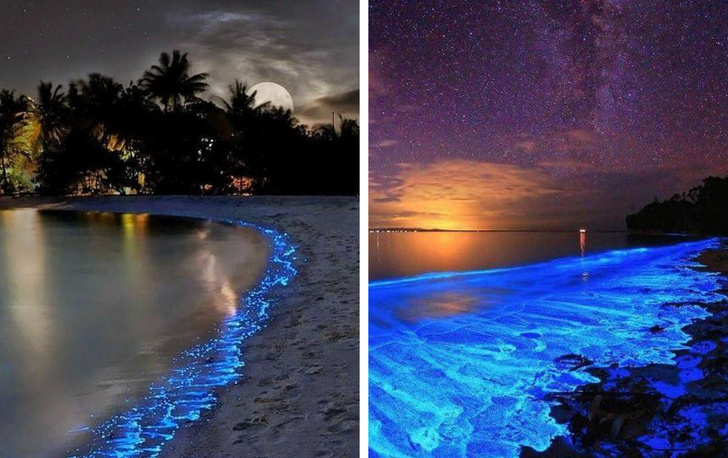 In the Maldives, dinoflagellates, a type of phytoplankton, have a chemical reaction that creates a glowing, blue light!