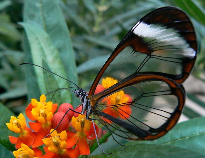 The glasswing butterfly’s friends must love making “You’re so transparent” jokes...