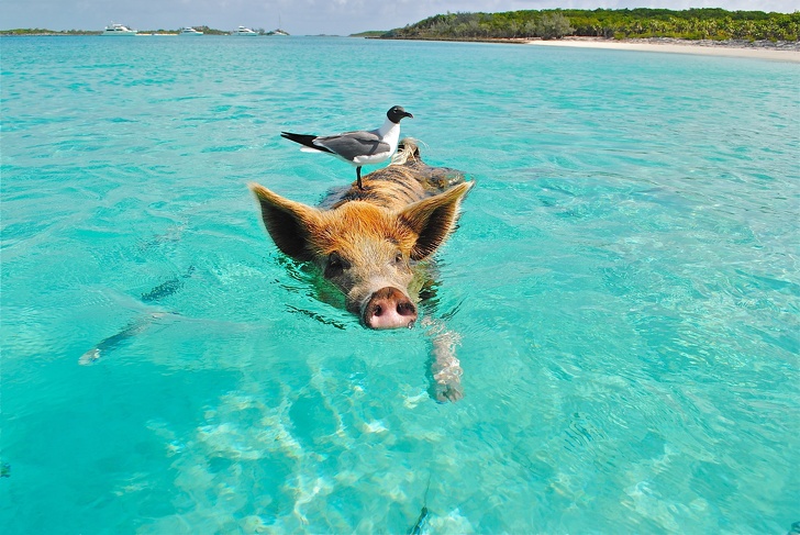 There’s an island in the Bahamas populated by feral pigs...it’s often called Pig Beach.