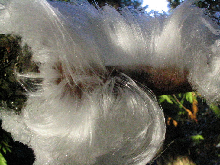 With the help of fungus, ice can form so finely that it looks like hair... and it’s actually called hair ice.