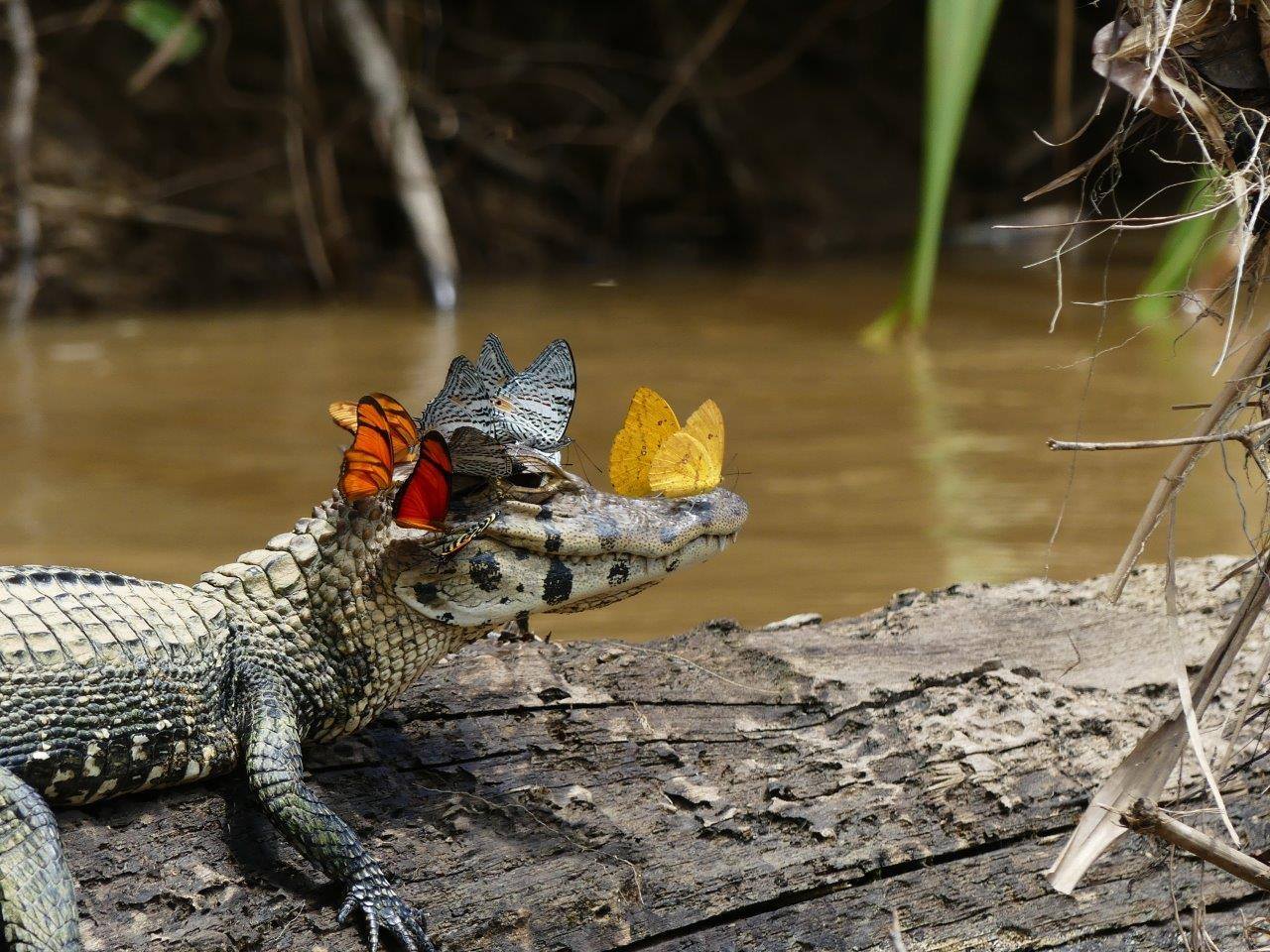 In the Amazon, butterflies are known to drink the tears of caimans and turtles.