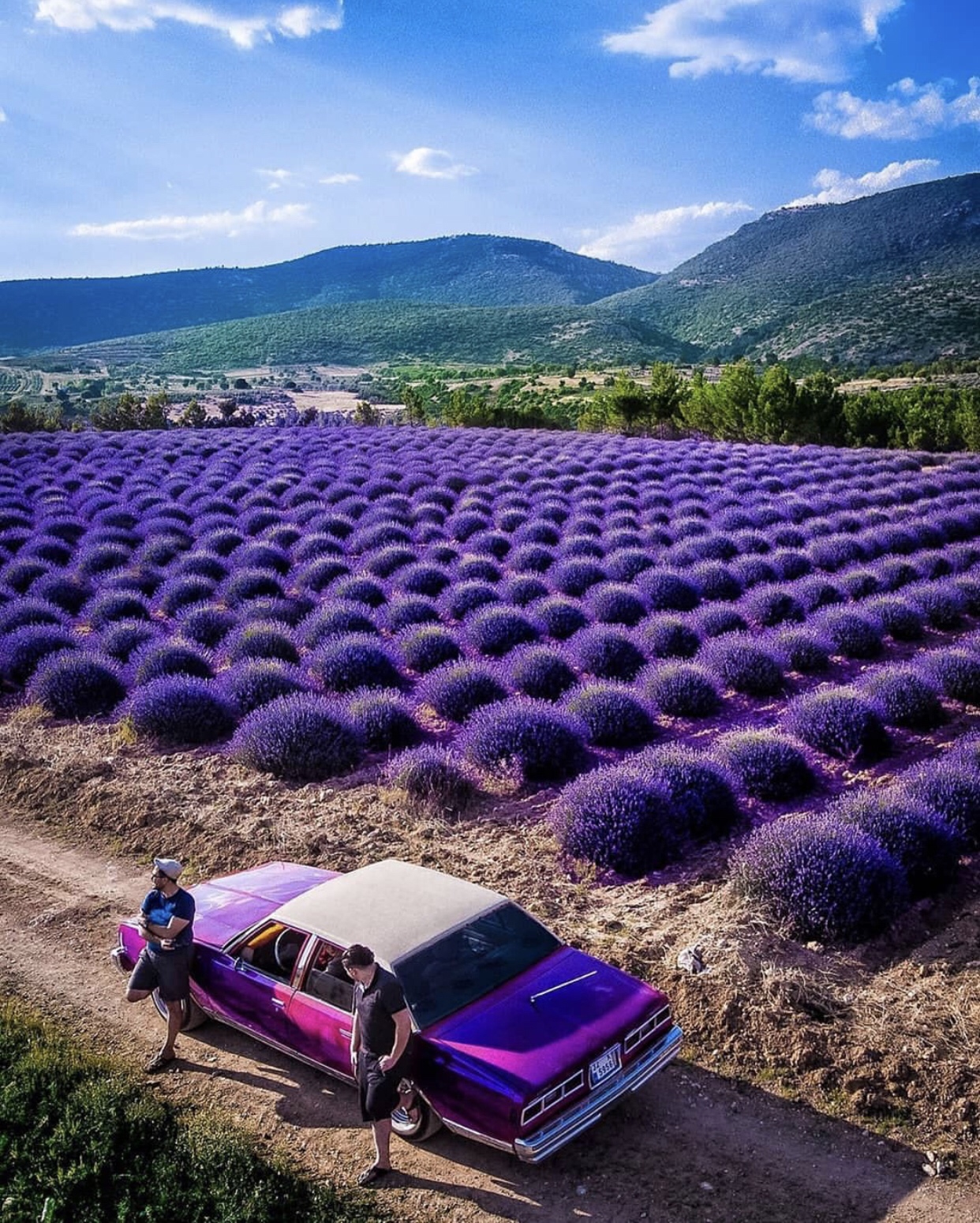 memes-  lavender fields turkey