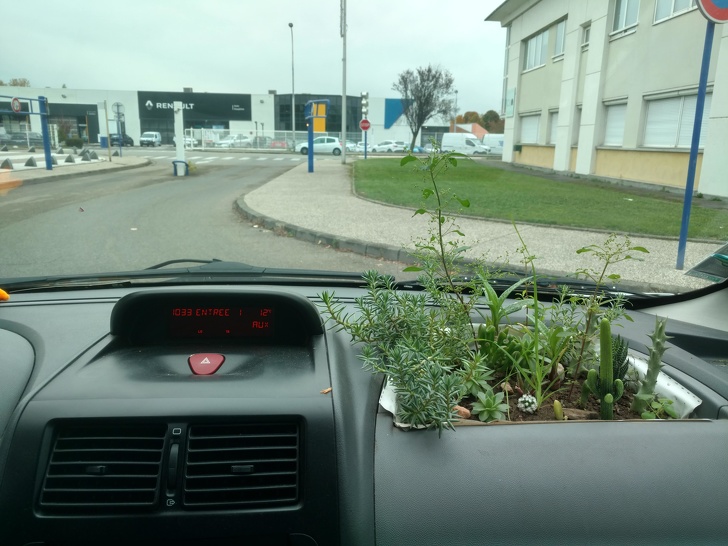 plants in the car