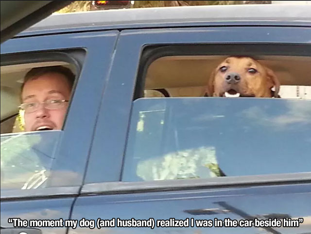 dog and husband - "The moment my dog and husband realized I was in the car beside him