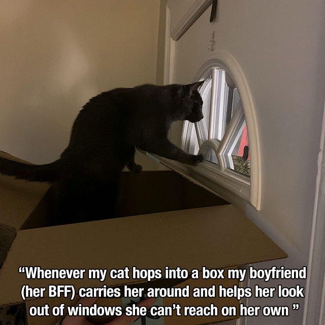 photo caption - "Whenever my cat hops into a box my boyfriend her Bff carries her around and helps her look out of windows she can't reach on her own"