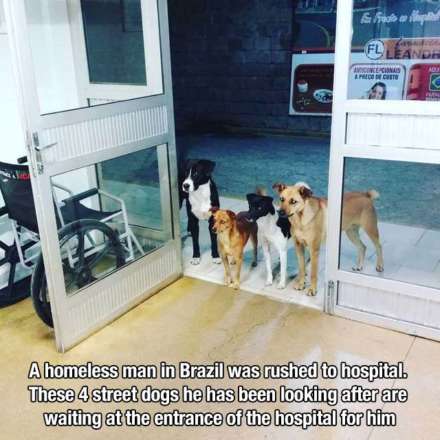dogs wait for homeless man at hospital - Anticoncepcionais A Preco De Custo Aoui A homeless man in Brazil was rushed to hospital. These 4 street dogs he has been looking after are waiting at the entrance of the hospital for him