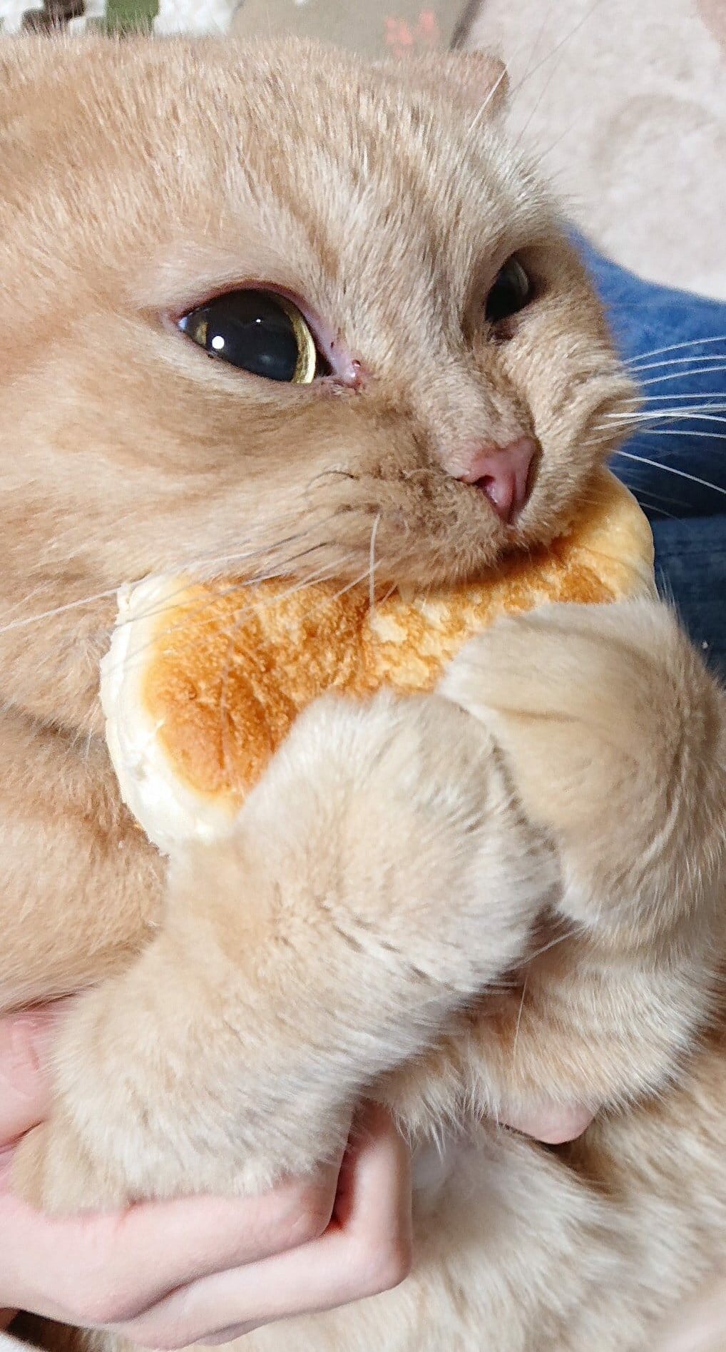memes - cat eating pancake